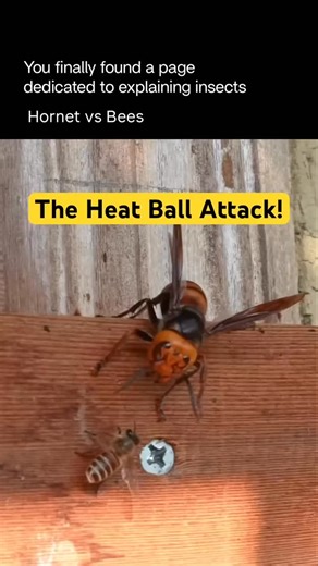 Explaining Insects 🦋 on Instagram: "If a hornet and bees face off, the bees may start forming a “heat ball” that overheats and suffocates the hornet. Here’s what happens: • Dozens (sometimes hundreds) of bees swarm around the hornet, forming a tight ball • Inside the ball, bees vibrate their flight muscles, rapidly raising the temperature • The temperature reaches about 45–47°C (113–117°F) • Bees can survive this heat, but the hornet cannot, and dies from overheating and lack of oxygen This beh