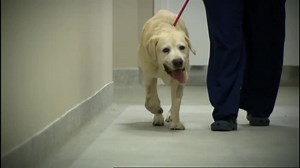 The Bionic Vet S01:E01 - Episode 1