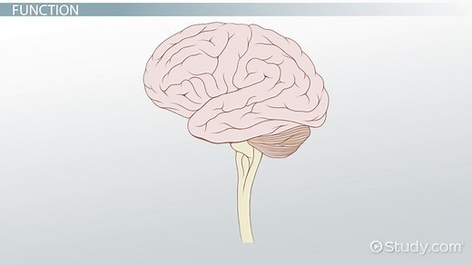 Reticular Activating System | Definition & Function