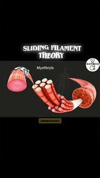 SLIDING FILAMENT THEORY|MUSCLE CONTRACTION PROCESS #biology #musclecontraction #neet #jenpasug
