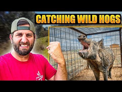 Catching WILD HOGS Using OLD SCHOOL Traps (CATCH AND COOK)