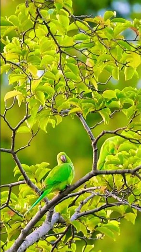 Beautiful rose-ringed parakeet/ colorful parrot in nature!