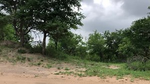 BOO!!!!! A very close up of 1/3 of the Hoedspruit coalition passing by a safari vehicle. Amazing how close and comfortable these magnificent animals can get to vehicles. Video credit: ranger_ebz (via Instagram) KNP December 22, 2019 | Lions of Africa