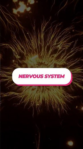 Introduction to nervous system