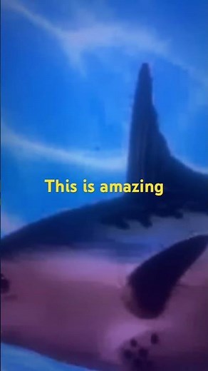 SpongeBob intro fandub aidendish Nick Jr.