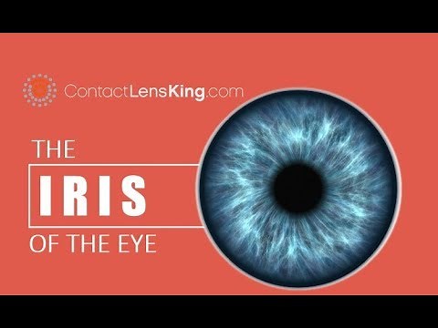 The Iris of the Eye | How the Eye's Iris Works | The Purpose of the Iris | What is the Iris?