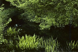 23 Species are Now Declared Extinct - Ocean Conservancy