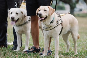 Our Guide Dogs - Guide Dogs Singapore Ltd (GDS)