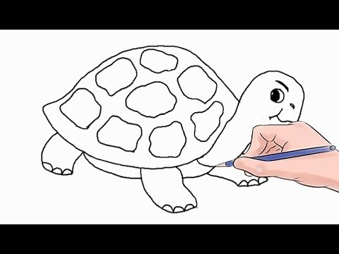 How to Draw a Turtle Easy Step by Step