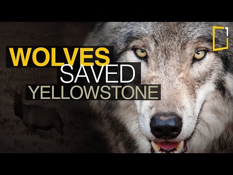 Wolves saved Yellowstone National Park - The Northern Range