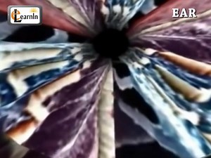 Ear Anatomy - Inside the ear - 3D Human Ear animation video