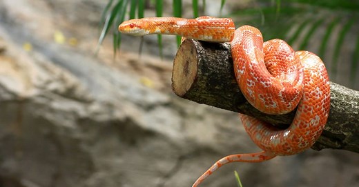 Coral Snake vs Corn Snake: What’s the Difference?