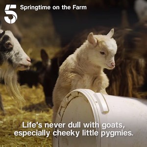 27K views · 641 reactions | "Life's never dull with goats, especially cheeky little pygimes". Catch the kids on Springtime on the Farm, tonight at 8pm on Channel 5. | Channel 5 | Facebook