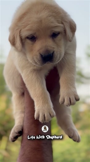 Cutest White Labrador Puppy Ever 🐶✨