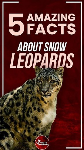 5 Amazing Facts About Snow Leopards