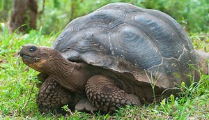 Galapagos Tortoise (Chelonoidis Nigra) - All Turtles