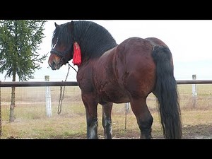 Ciumani Horse Exhibition Fair - Harghita December 7, 2025