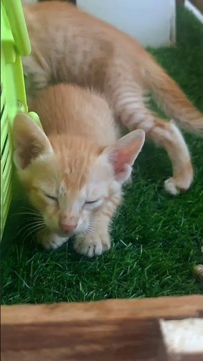 🐾 Fast Recap of Simda, Scooby & Tiger | Cute Cat & Dog Moments