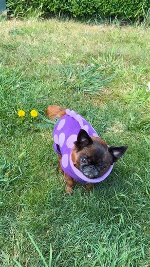 Extinct level of cuteness unlocked…. 👌🏻🦖 a cute little Dot-o-saur in the wild 🌱 warm and snuggly in her little dino coat! 💕 This dino coat comes all the way from the UK, courtesy of: @barkerandbrowns @barkerandbrowns_jess & modelled by your fav little Dot-o-saur! 🦕 🌏 Take a look at the website: www.barkerandbrowns.com for quality, handmade, custom doggy items, including these cute doggy dino coats! Thank you Barker & Browns 💚 #dinosaur #dinosaurrawr #rawr #fyp #dogsincostumes #dog #cute 