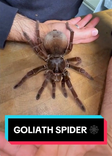 Goliath Birdeater: The Giant Spider Explained