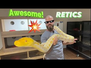 Reticulated pythons, and more Reticulated pythons!!!🙌💥