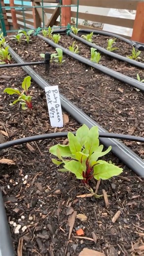 23K views · 445 reactions | Fall is the start of a new harvest. From kale to carrots, discover five cool-season crops that thrive when the temps drop and the soil still holds a little warmth. 凌 | All About Gardening | Facebook