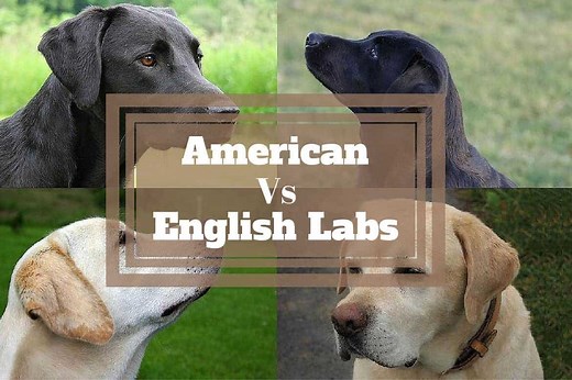 English Labs vs American Labs Differences - A Guide To Show vs Field Labradors