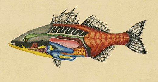 What Are the Basics of Fish Anatomy?