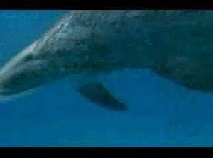 World Animals DVD Preview