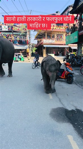 Visit Sauraha for an Up-Close Elephant Experience