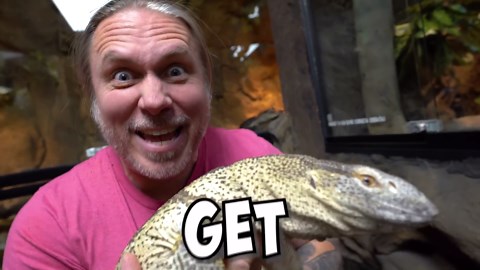 Why Some Lizards Cost as Much as a Car