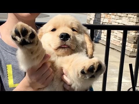 FUNNIEST Birds, Cats & Dogs! 🤣 Best 20 Minutes