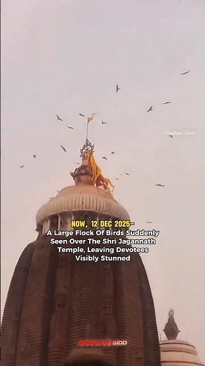Large Flock of Birds Over Shri Jagannath Temple Stuns Devotees: Omen or Coincidence? 👀 #shorts