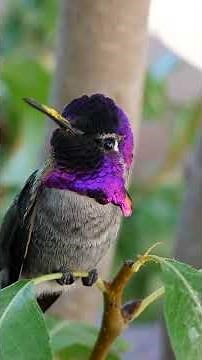 Amazing Facts About Hummingbirds You Never Knew!