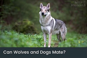 Wolf-Dog Hybrids: Can Wolves And Dogs Mate?
