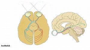 The Saccade Test for the Post-Concussive Patient - healthclick blog