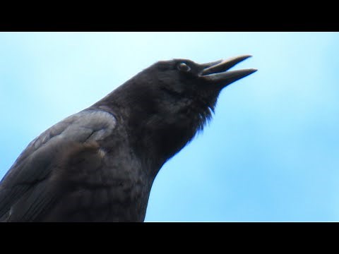 Crow Calling to Attract Other Crows for Help