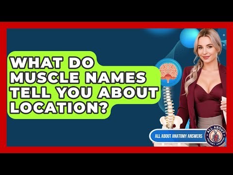 What Do Muscle Names Tell You About Location? - All About Anatomy Answers