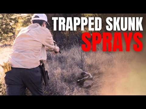 Trapped Skunk SPRAYS! How to Dispatch A Striped Skunk