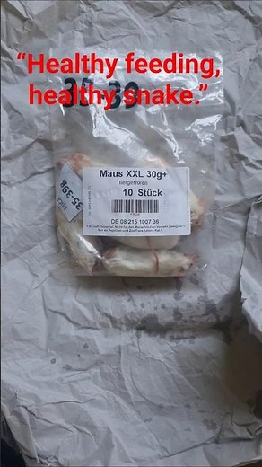 “🐭 What Mice Should I Feed My Ball Python? | Beginner Feeding Tips”