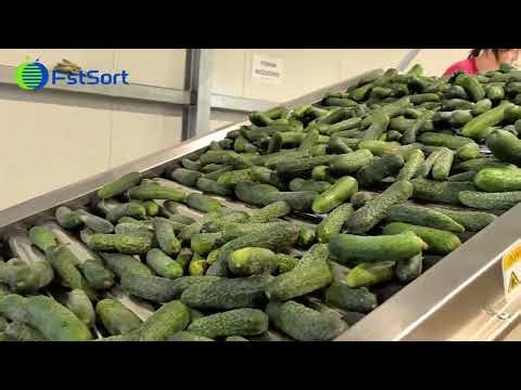 Cucumber Packing Line in Action! 🥒⚡