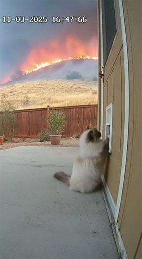 CCTV Captures Explosion — Cat Narrowly Escapes Burning Garage