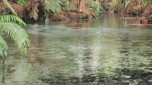 underground spring with crystal clear water flowing through a redwood forest