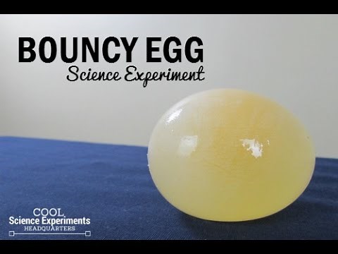 Bouncy Egg Science Experiment