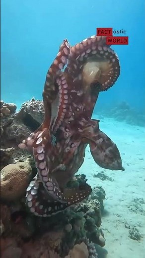 Octopus Mating: A Rare and Beautiful Sight 🐙
