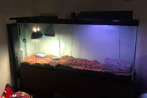 How to Build the Perfect Indoor Home for Your Box Turtle (Step-by-Step)