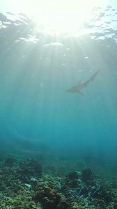 With AirBuddy, explore the underwater world without the constraints of traditional scuba gear. Say goodbye to heavy tanks and complicated equipment – our hookah diving system provides a hassle-free, breath-taking experience. | AirBuddy