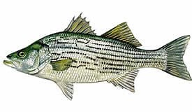 Hybrid Striped Bass