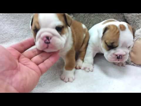 Micro teacup English Bulldog puppies for sale
