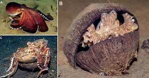 Tool Use Found in Octopuses